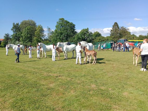 Chevaux Boulonnais