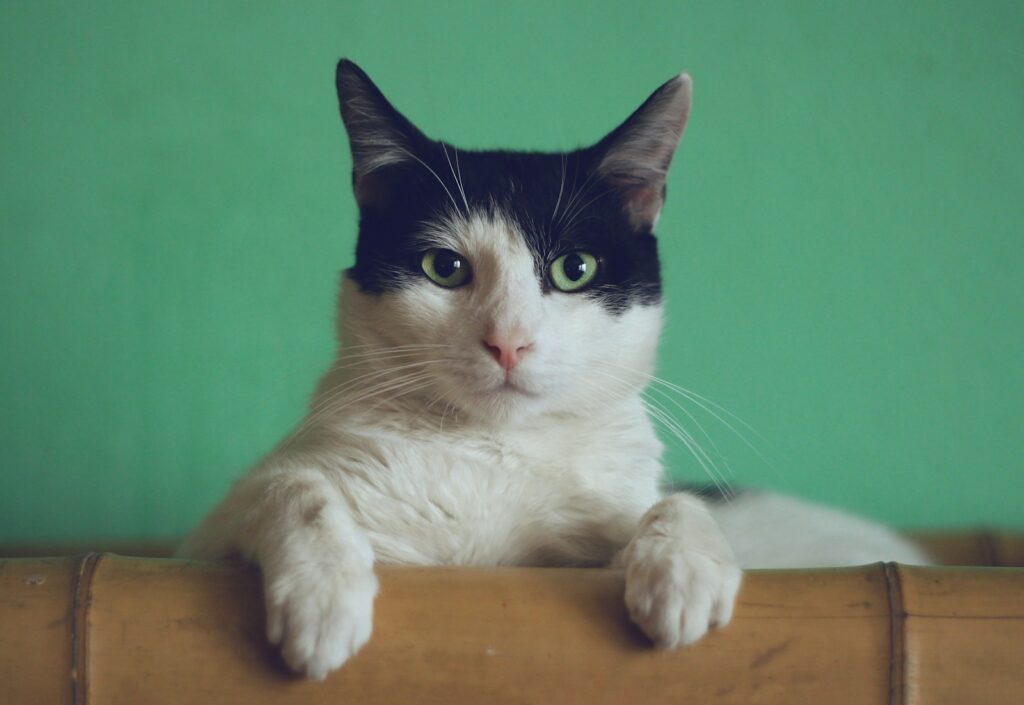 Chat