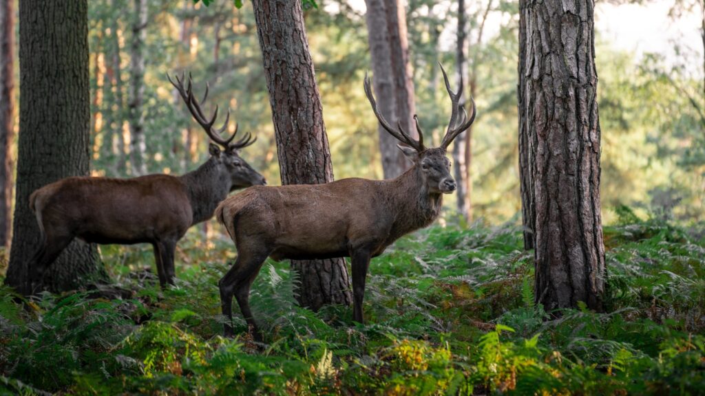 chasse