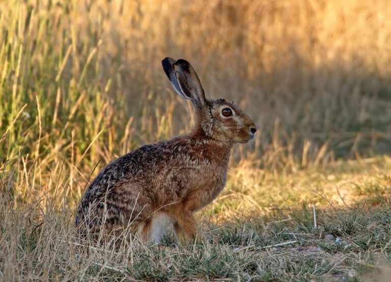 A wild hare sits alert in a sunlit grassland, showcasing its long ears and fur detail.