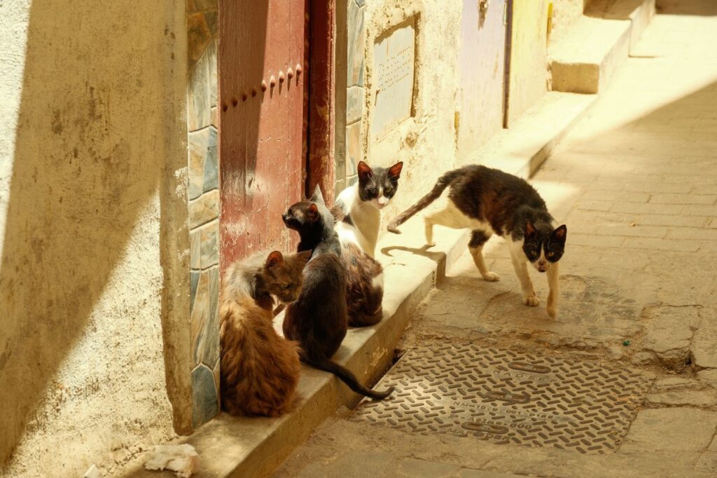 A group of stray cats gather in the sunny alleys of Fes, Morocco.